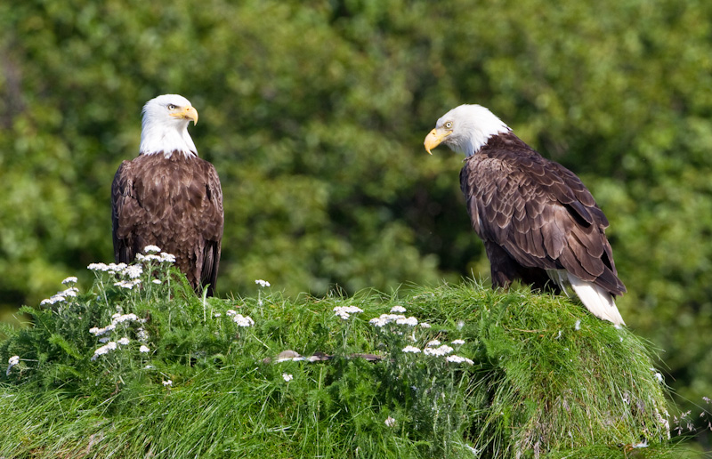 Bald Eagles